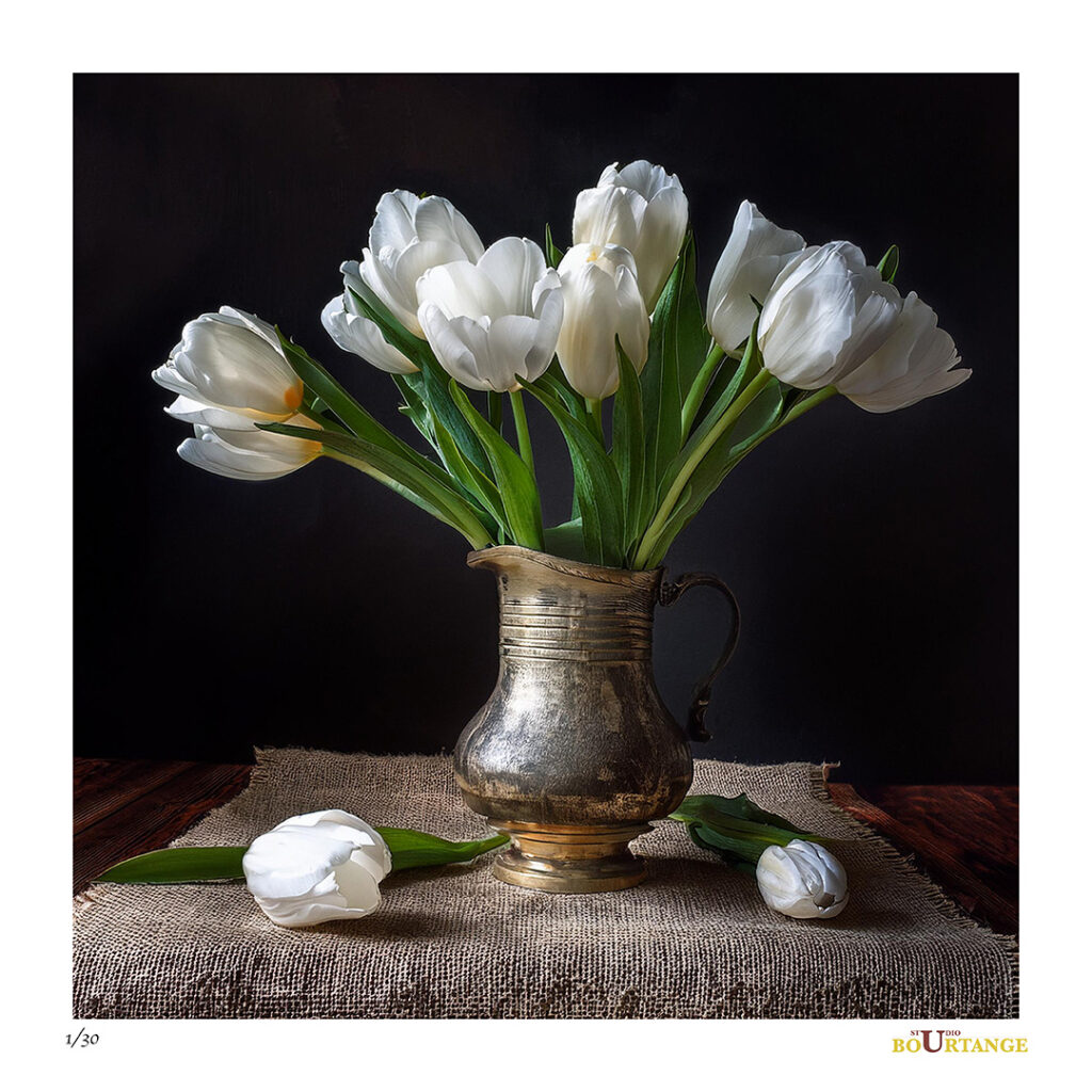 Witte tulpen